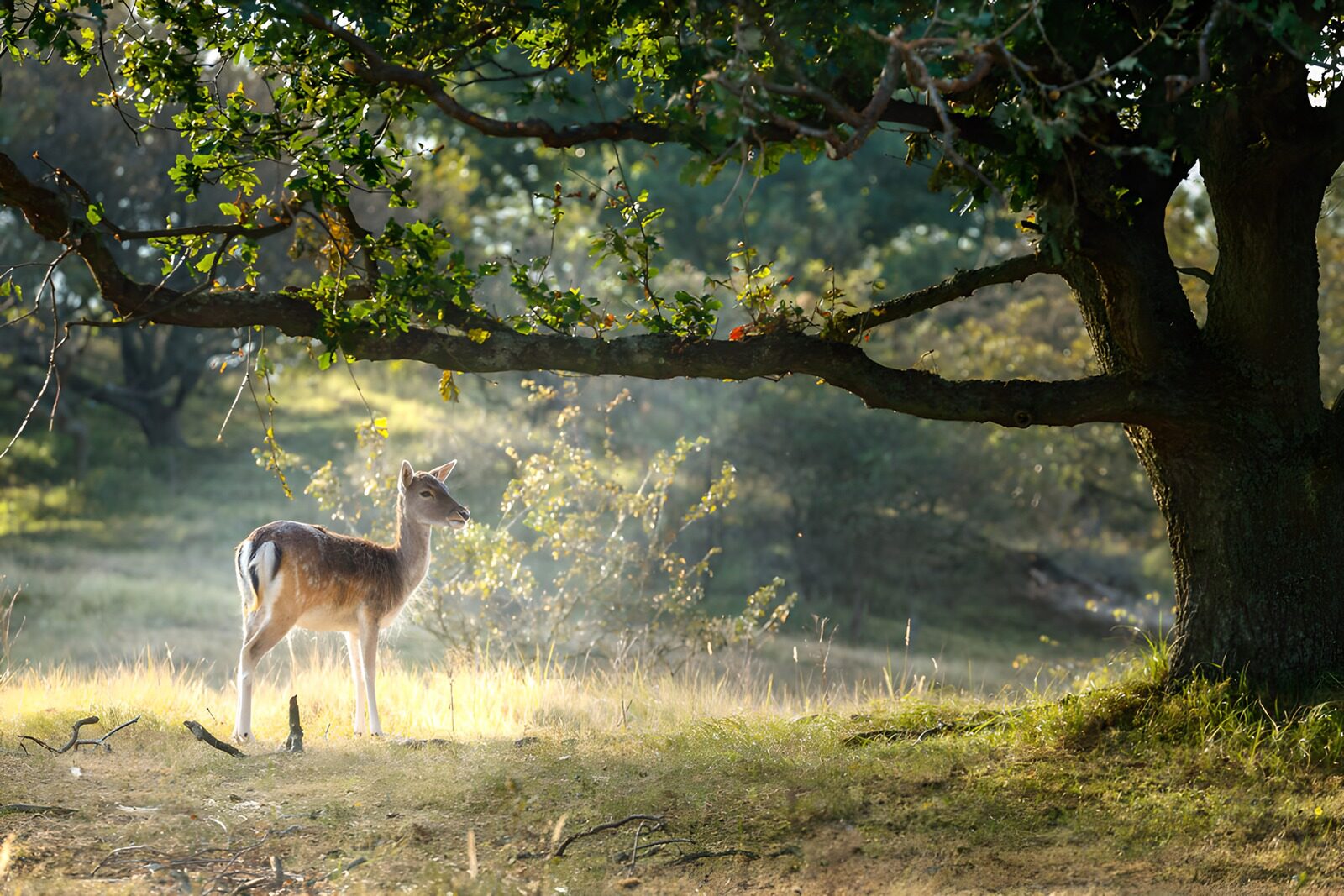 OCCOM6893011: Graceful Fawn Underneath the Tree