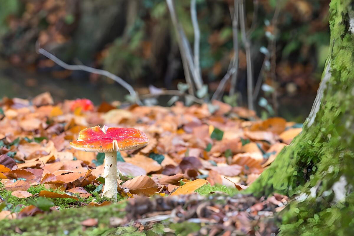 Vibrant Red Mushroom Among Autumn Leaves