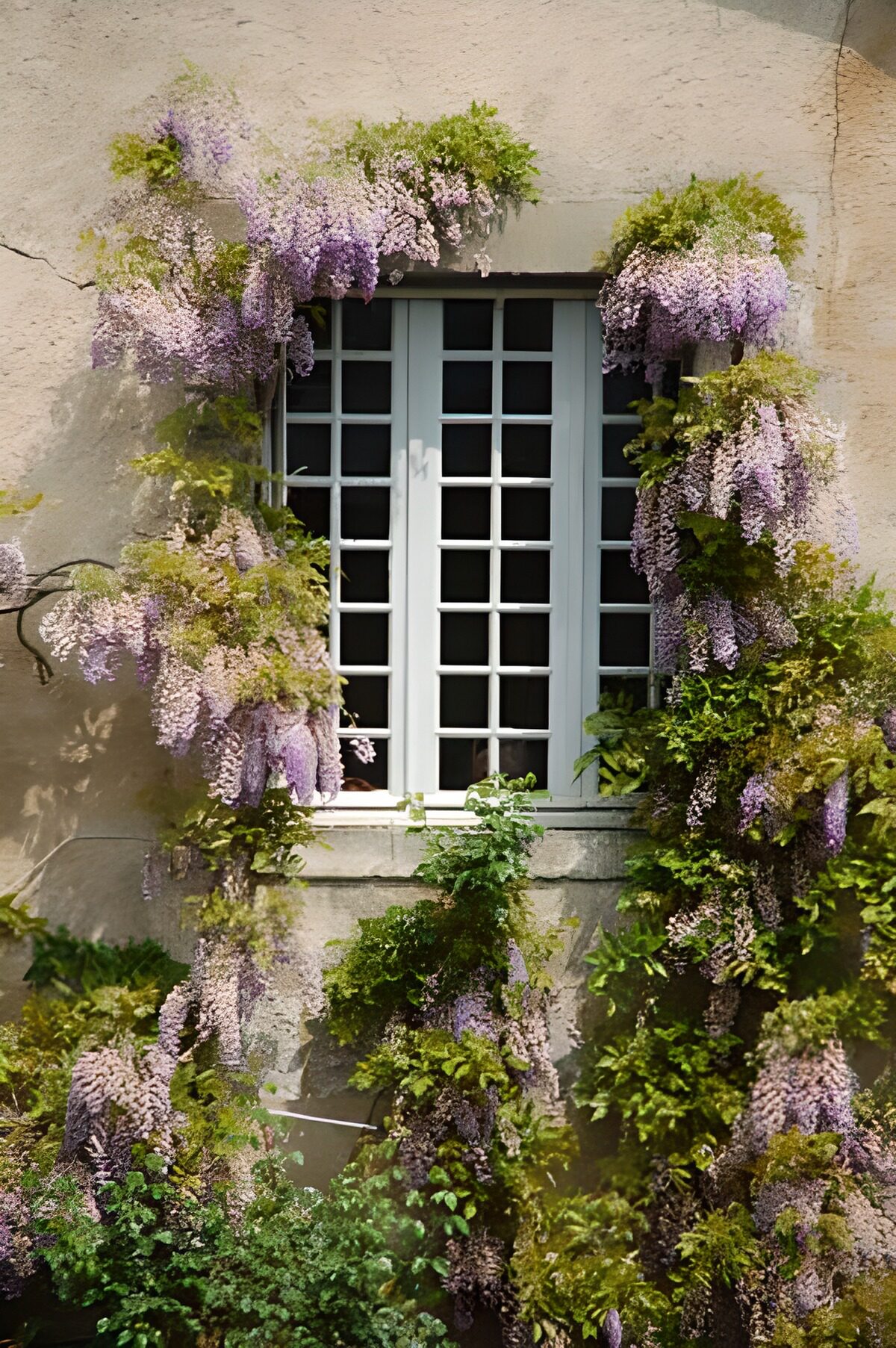 OCCOM4171157: Blooming Wisteria by the Window