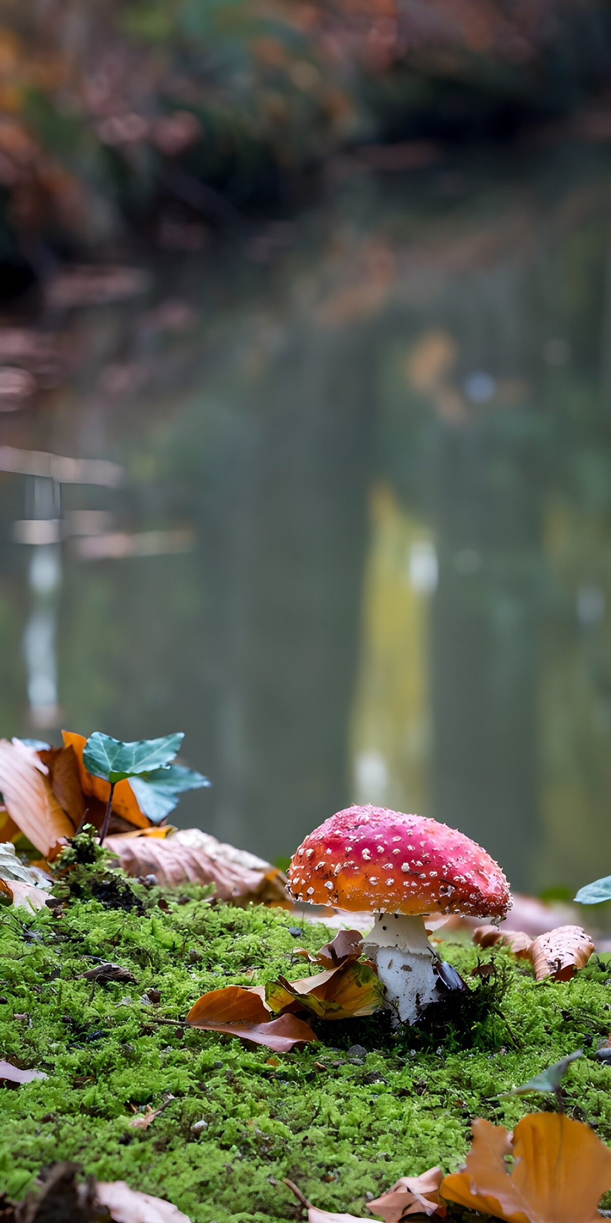 OCCOM7289670: Enigmatic Red Mushroom by the Water