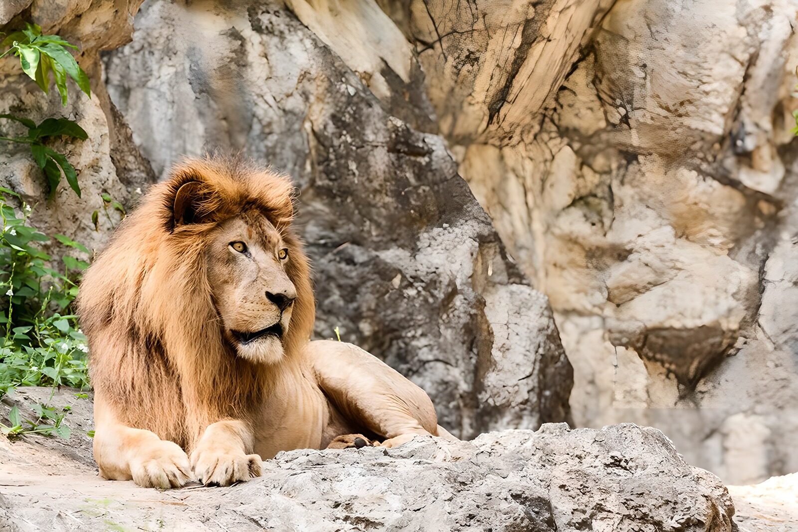 OCCOM1206804: Majestic Lion Resting on Rocks