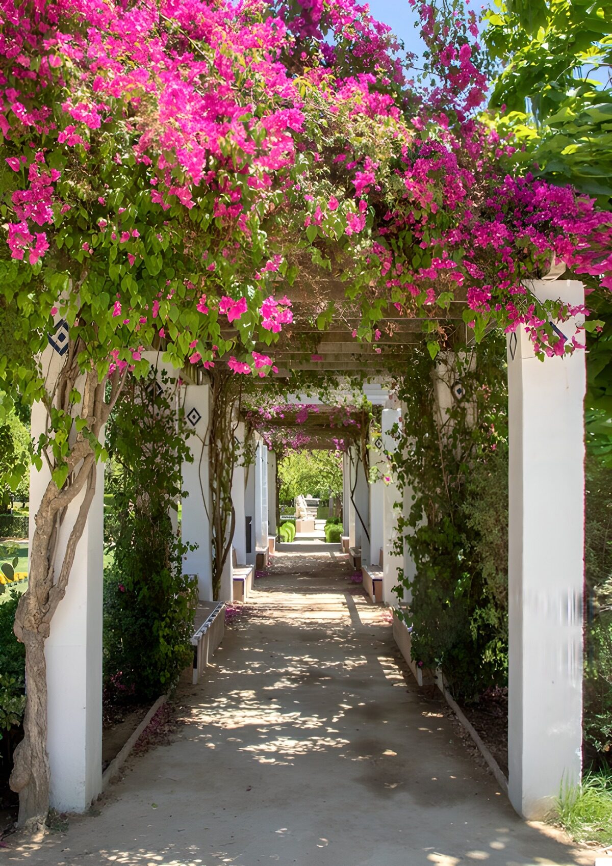 OCCOM9061937: Pathway Through Bougainvillea Bliss