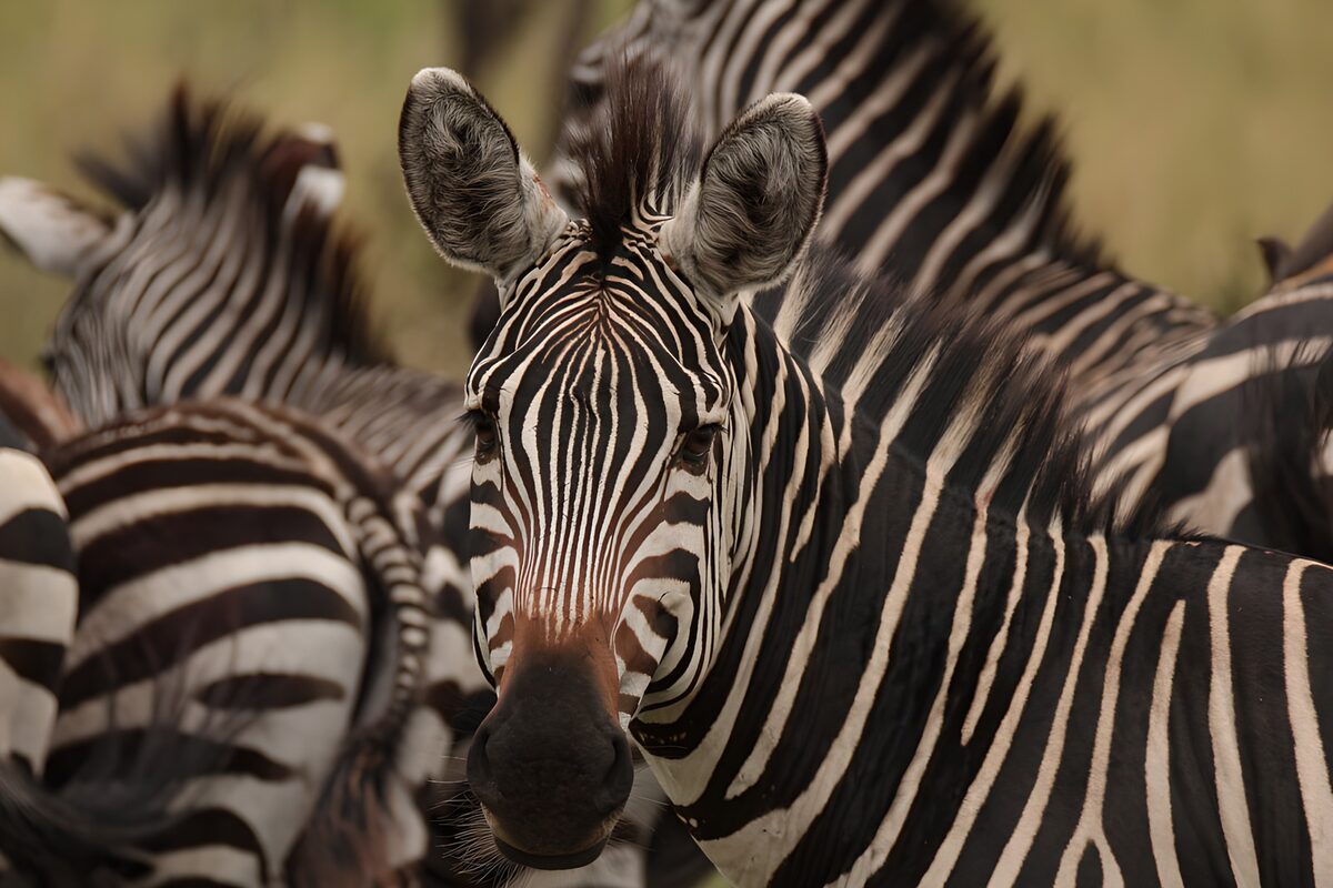 Striking Zebra in a Herd