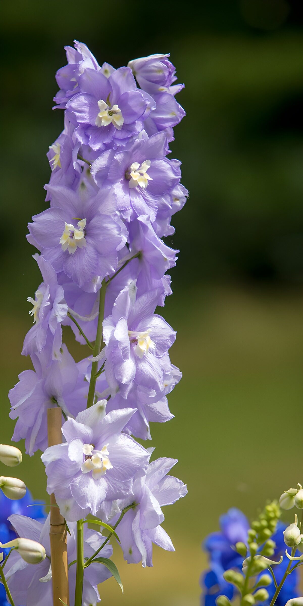 OCCOM4061124: Lavender Delphinium Blossom