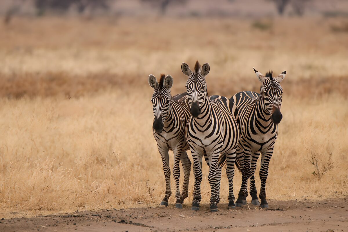 Three Curious Zebras in the Savannah