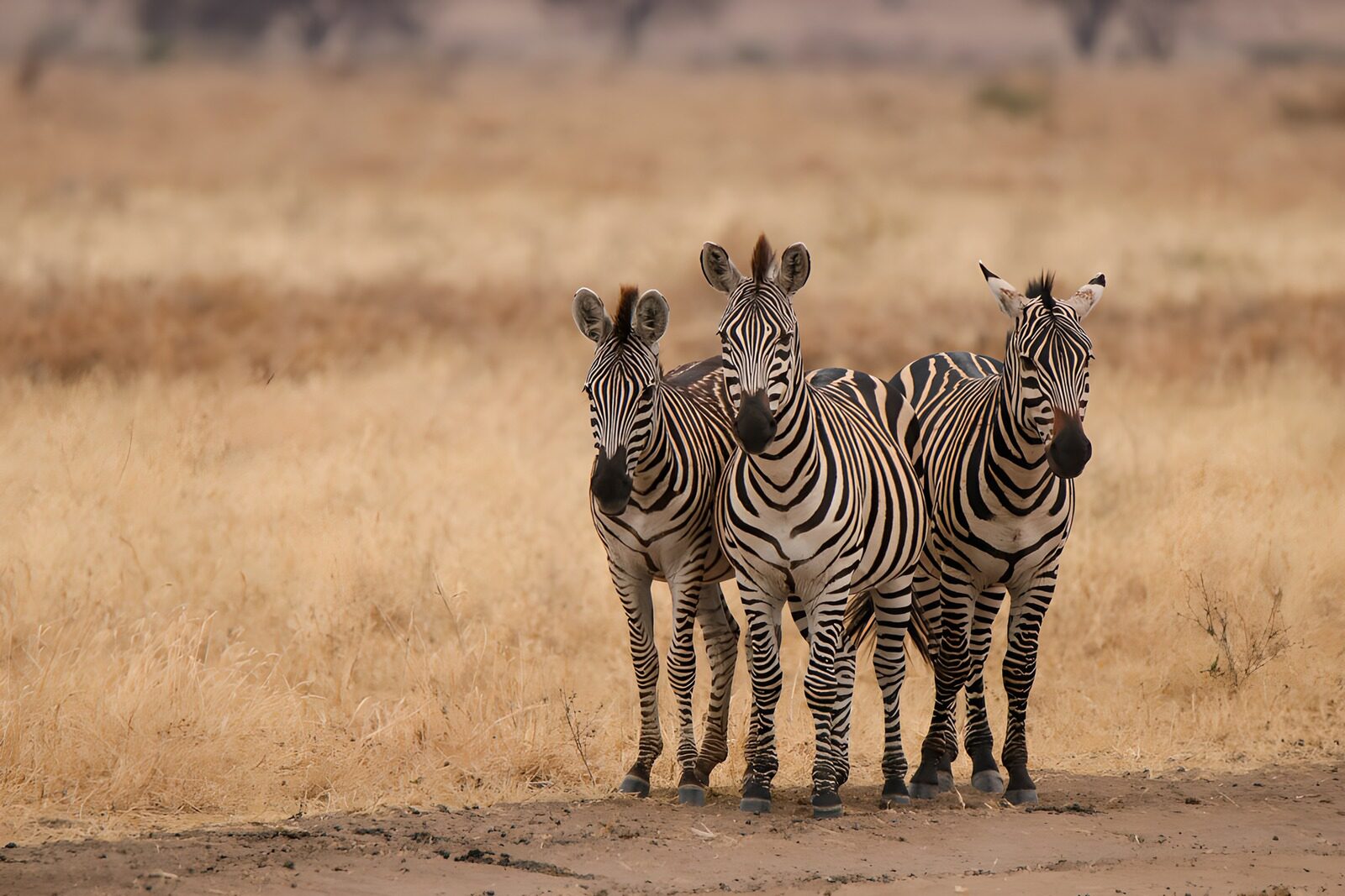 OCCOM1709519: Three Curious Zebras in the Savannah