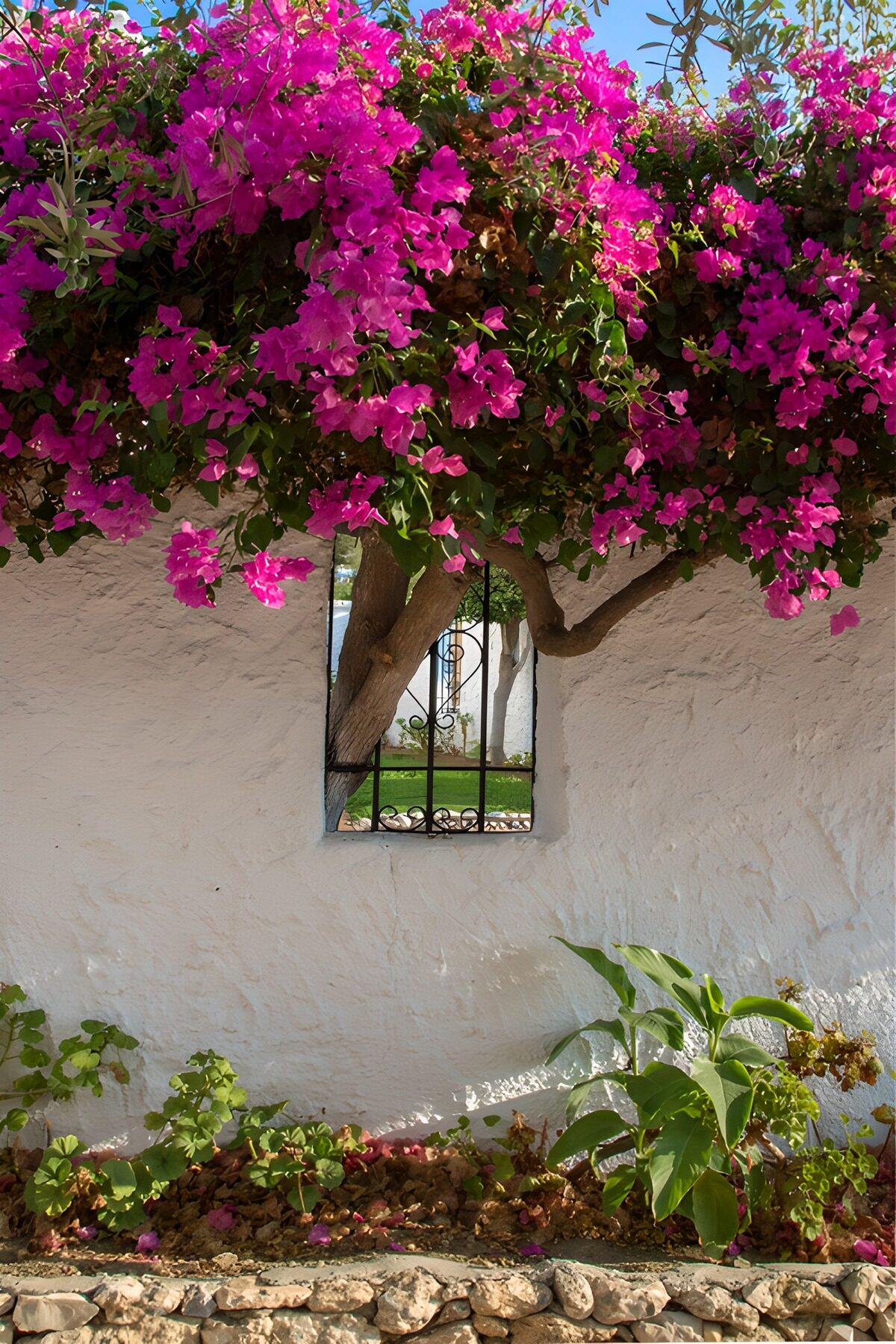 OCCOM9967715: Enchanted Bougainvillea Overlook