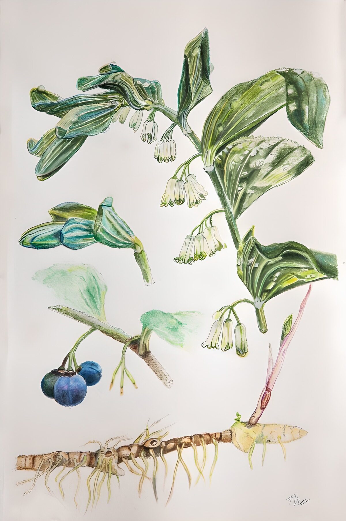 Botanical Illustration of Wildflowers