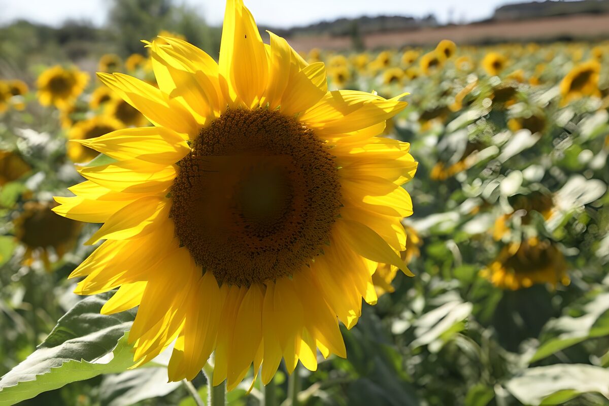 Bright Sunflower in Bloom