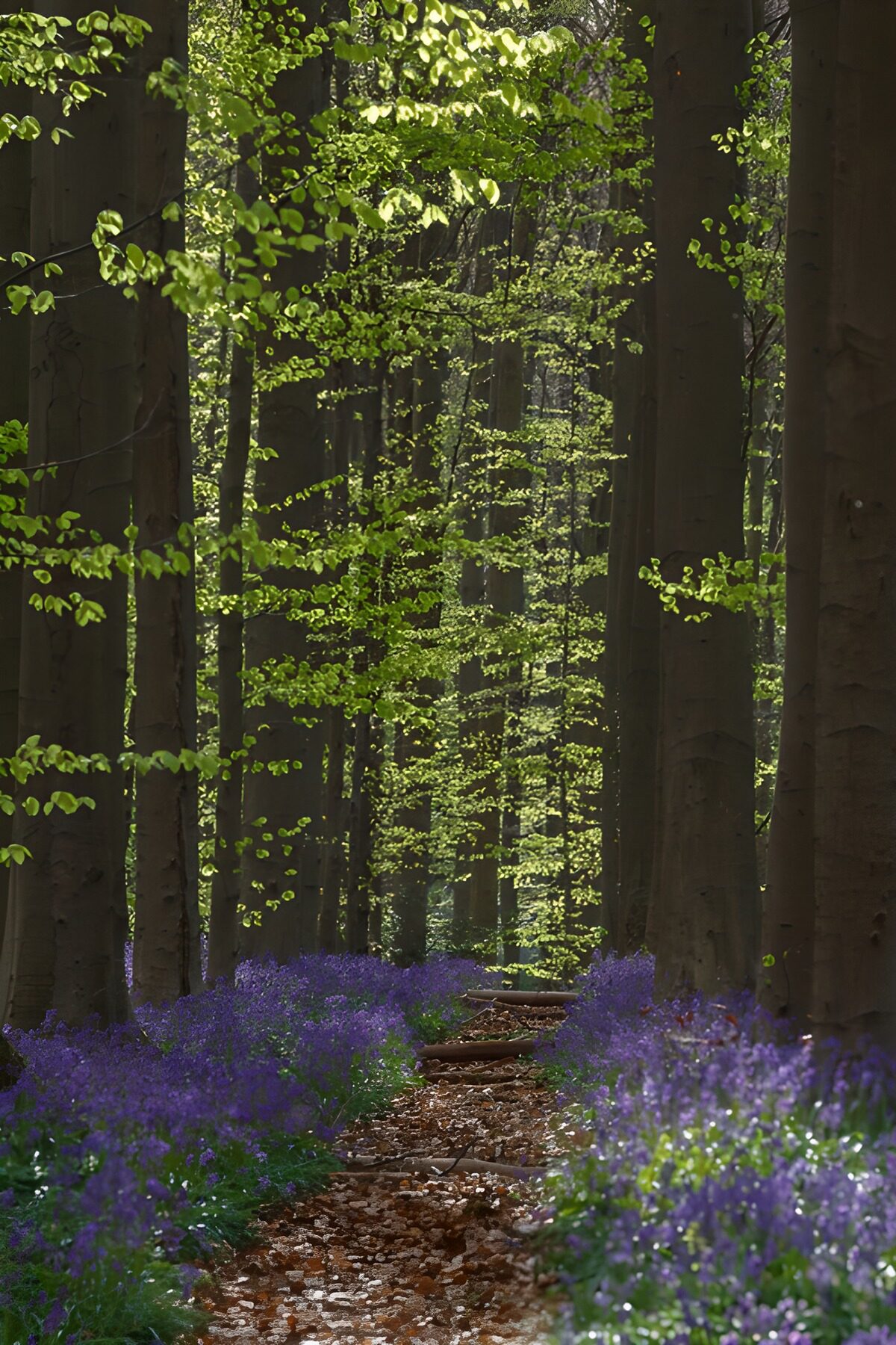 OCCOM4581315: Enchanted Forest Pathway