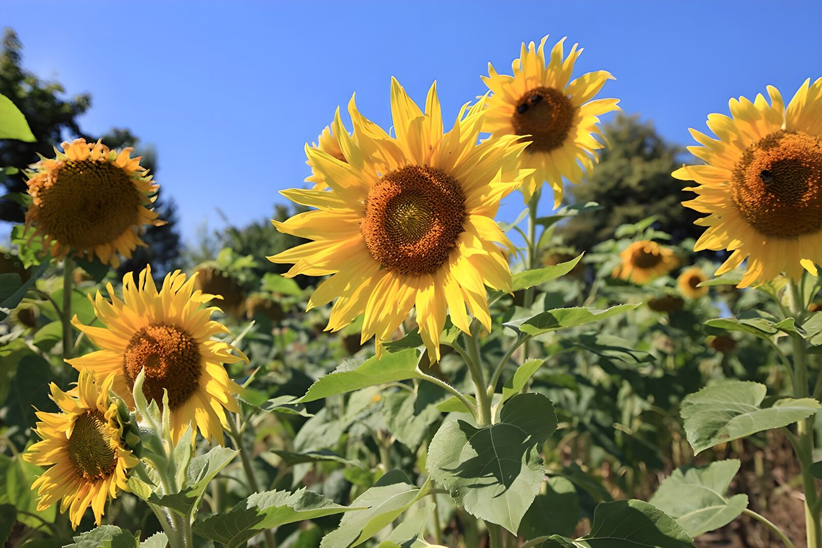 OCCOM1334363: Bright Sunflowers Under Clear Blue Sky
