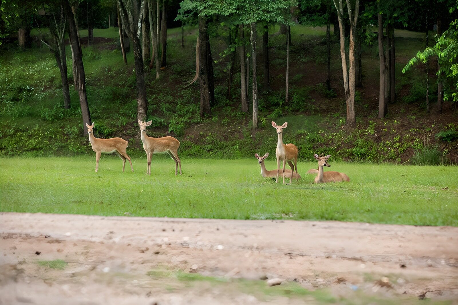 OCCOM9996715: Serene Meadow with Grazing Deer