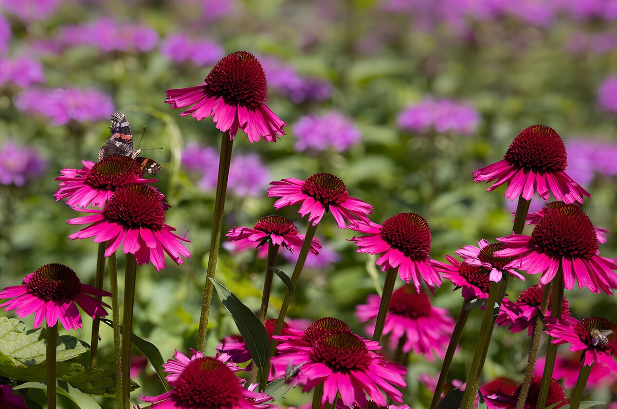 OCCOM5717933: Vibrant Garden of Coneflowers and Butterflies
