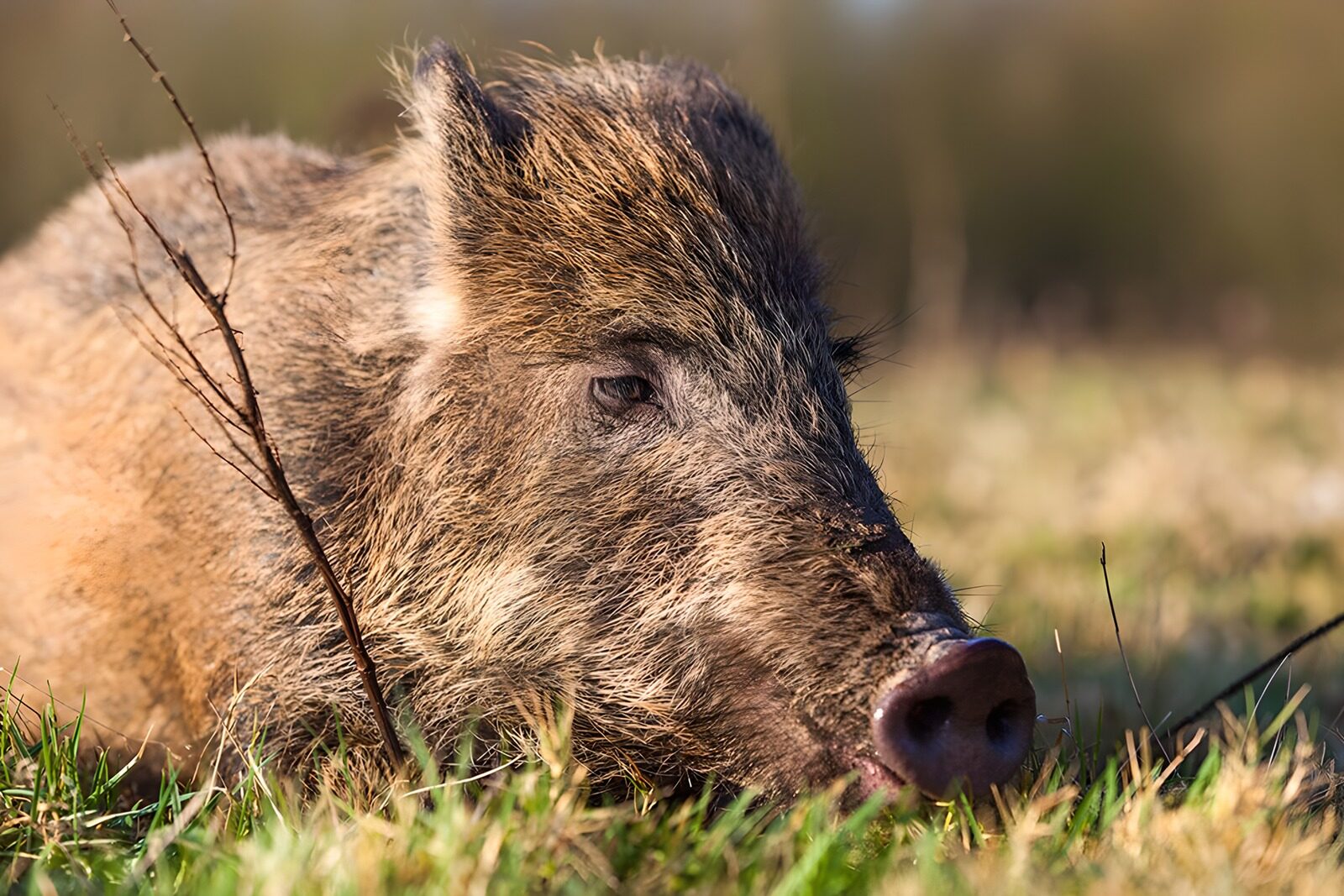 OCCOM9805092: Wild Boar in Natural Habitat