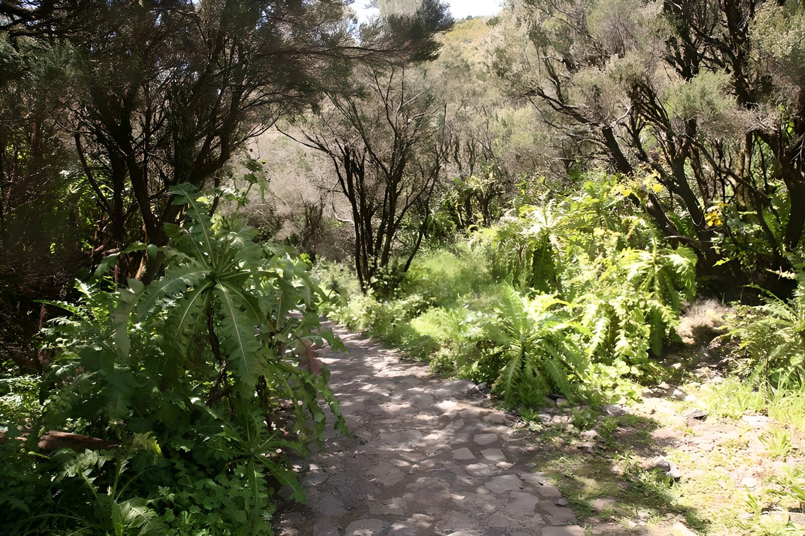 OCCOM2830279: Enchanted Forest Pathway