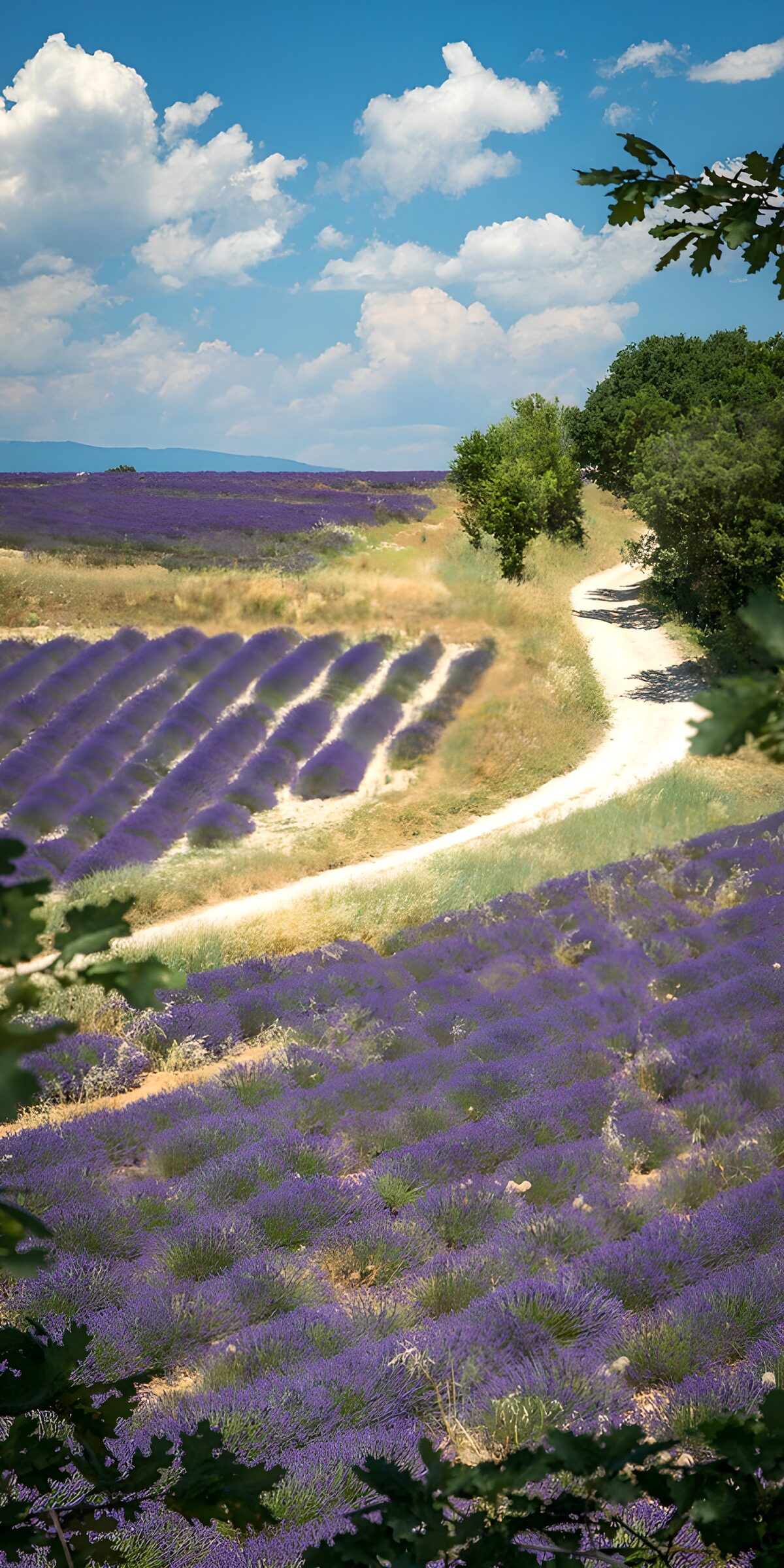 OCCOM8523340: Lavender Fields Under Blue Skies
