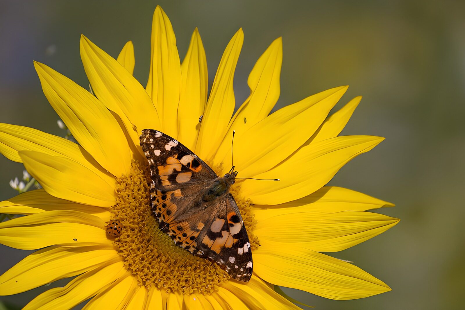 OCCOM6380256: Butterfly on a Bright Sunflower
