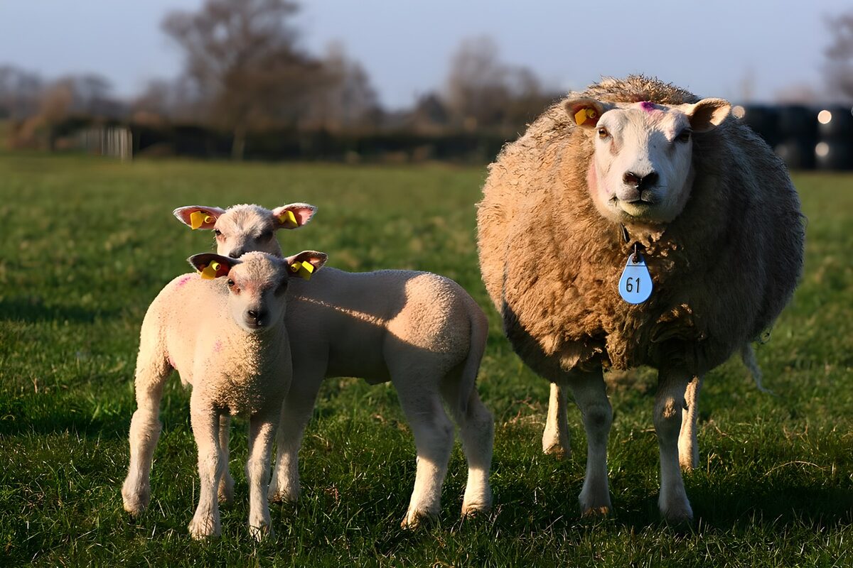 Mother Sheep with Lambs in Spring Meadow