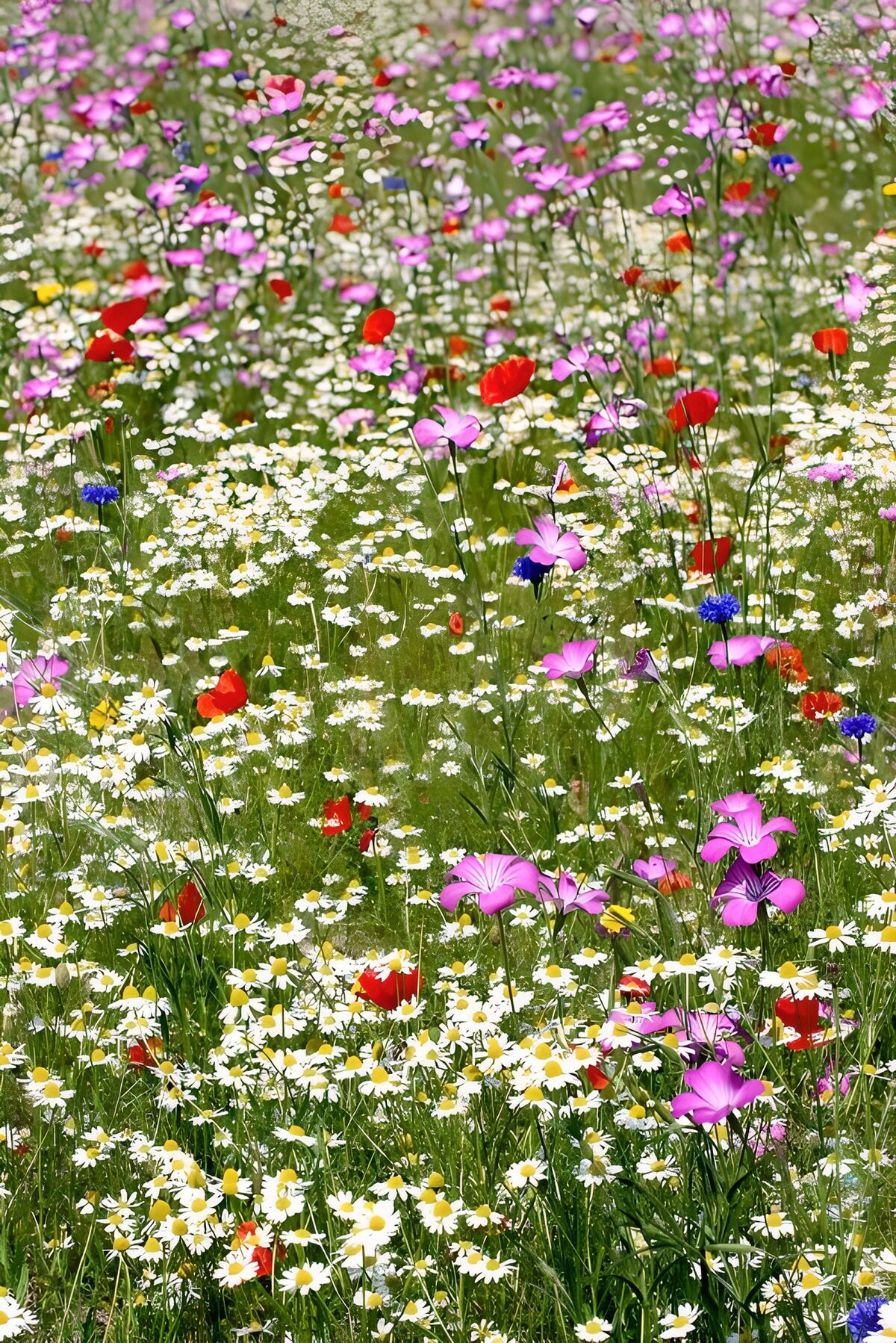 OCCOM6600551: Vibrant Wildflower Meadow
