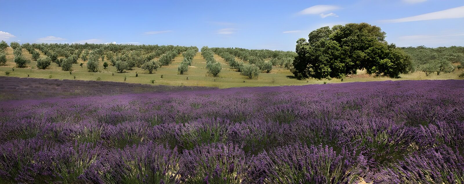 OCCOM5114701: Lavender Fields and Olive Groves