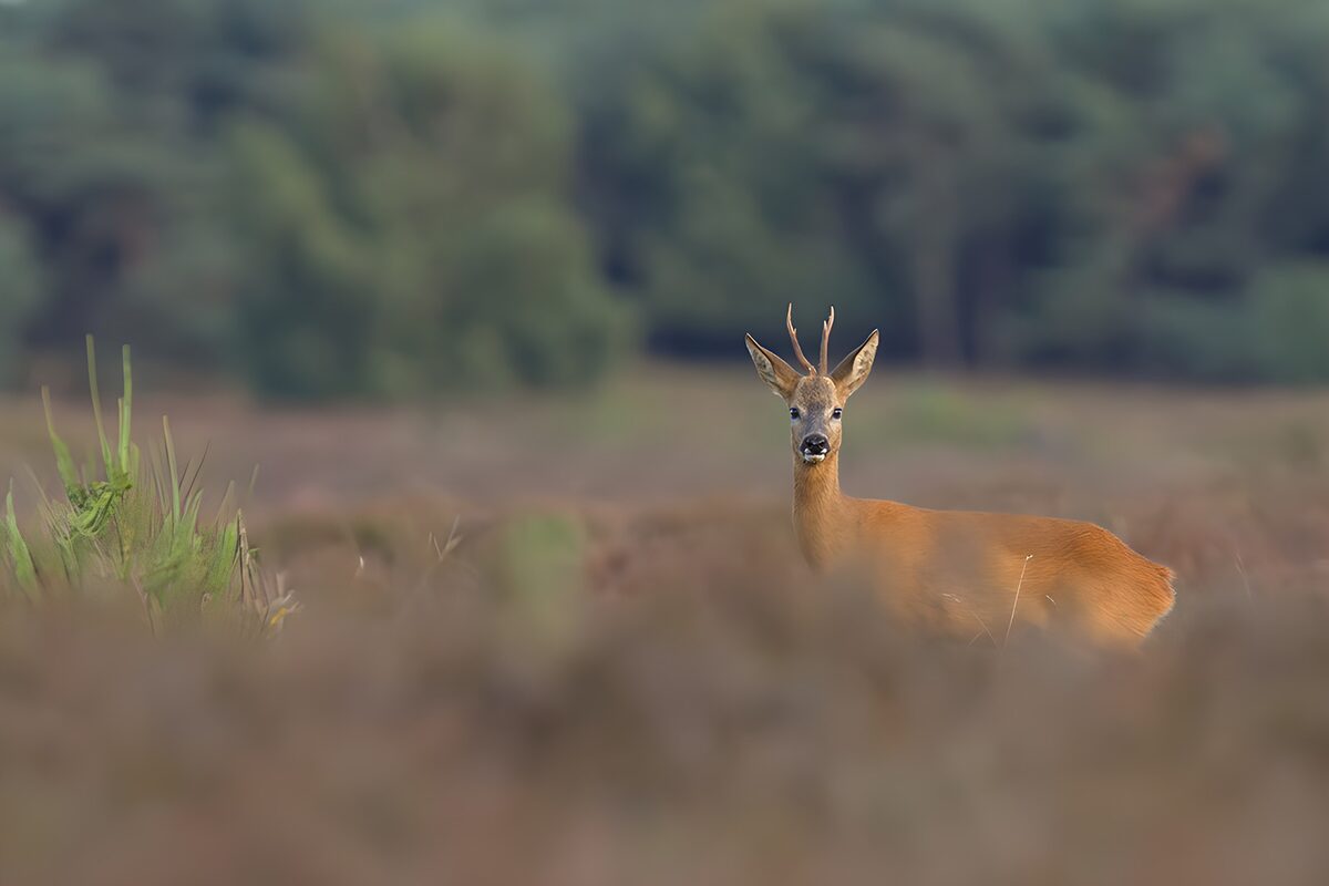 Curious Young Deer in the Meadow