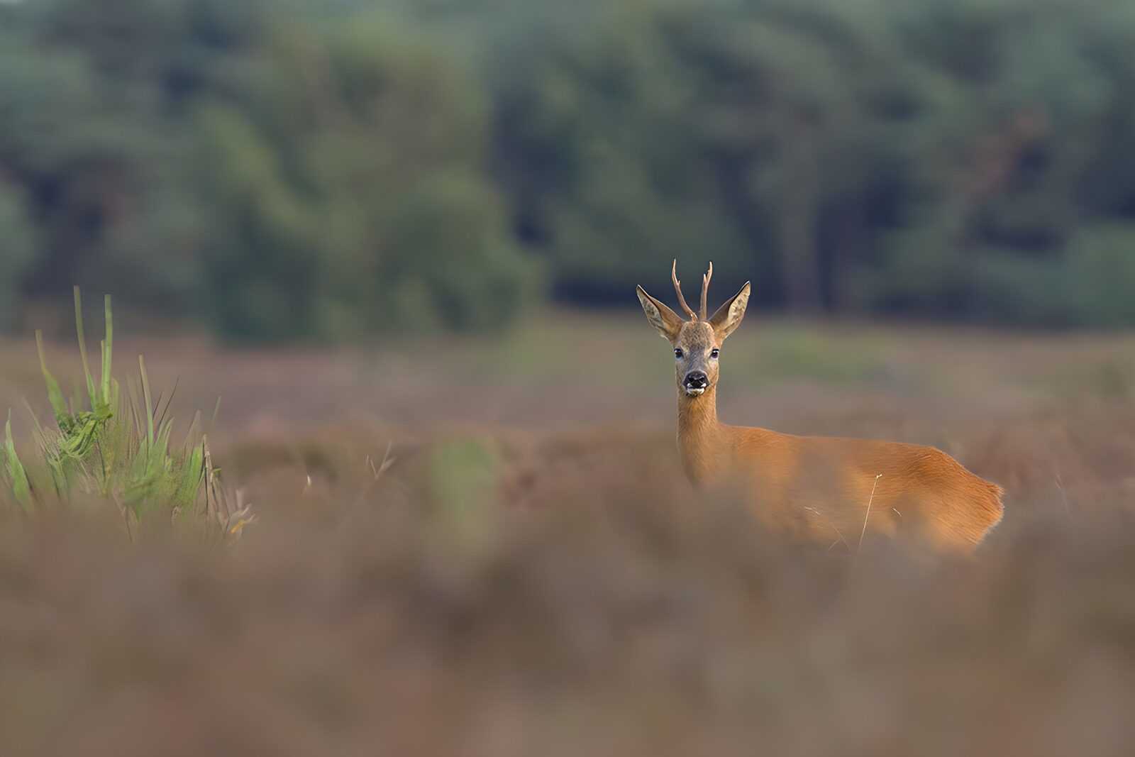 OCCOM4070086: Curious Young Deer in the Meadow