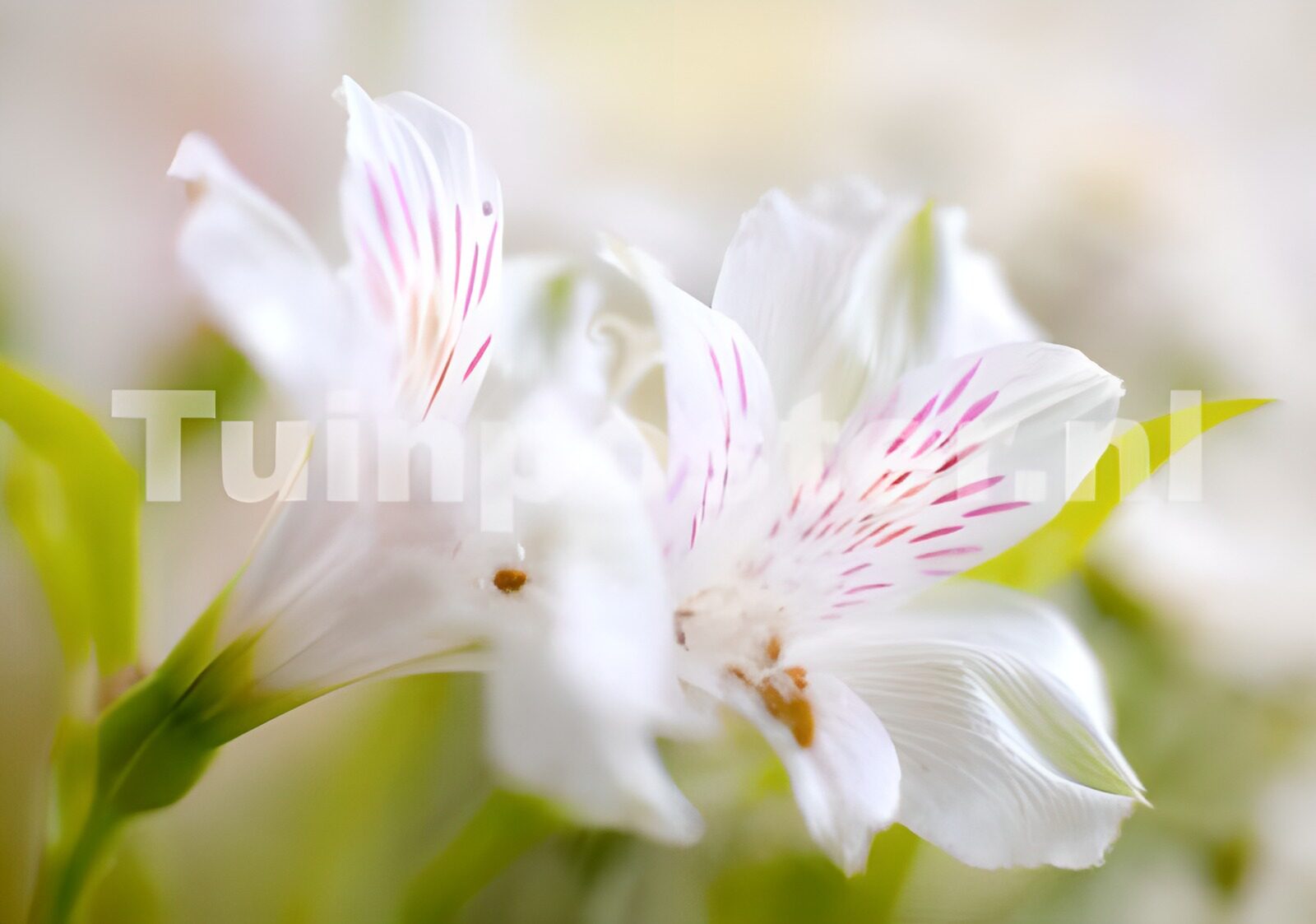 OCCOM7139823: Elegant White Flowers with Pink Details