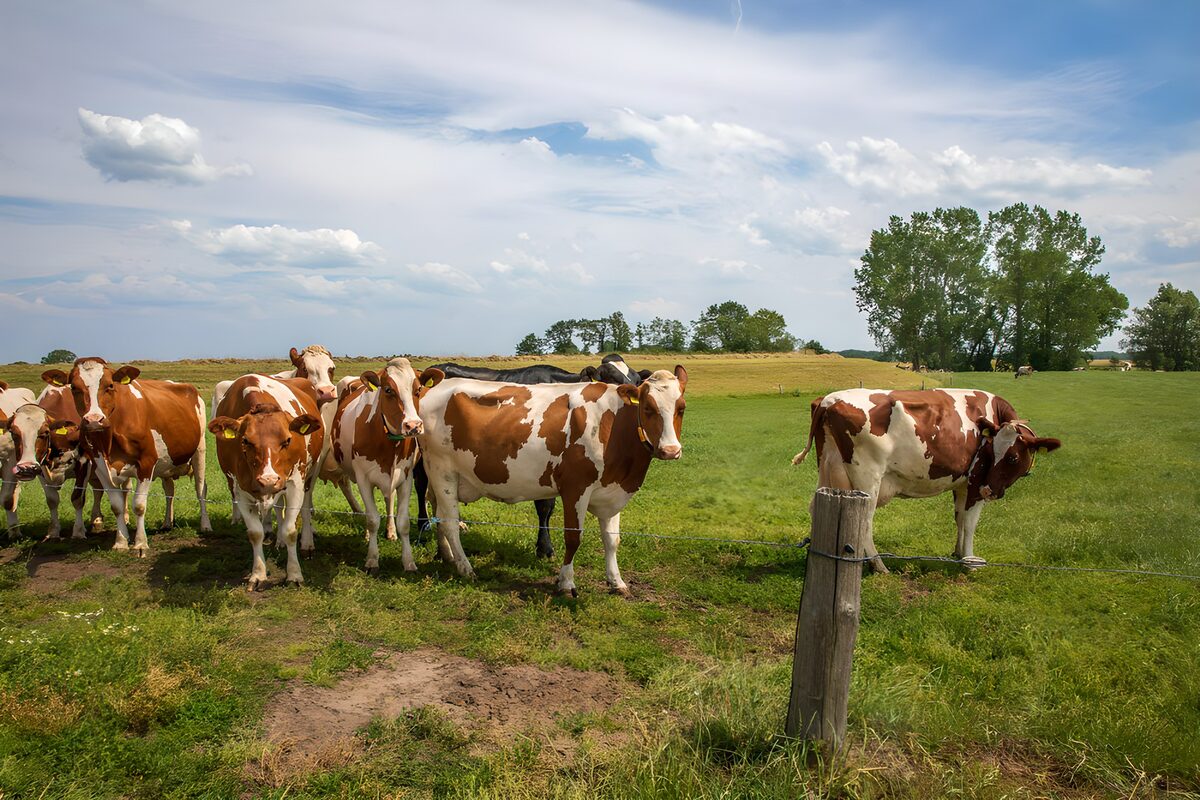 Peaceful Cows Grazing Under Blue Skies