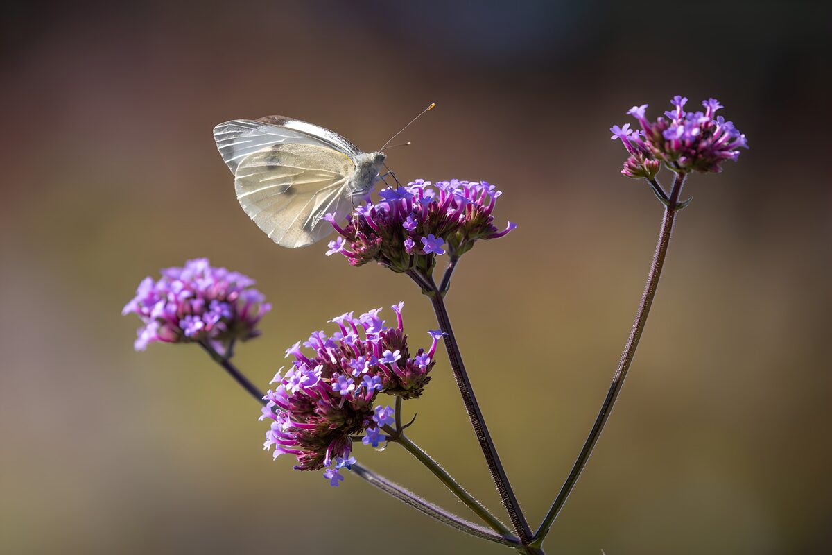 Delicate Butterfly on Vibrant Flowers