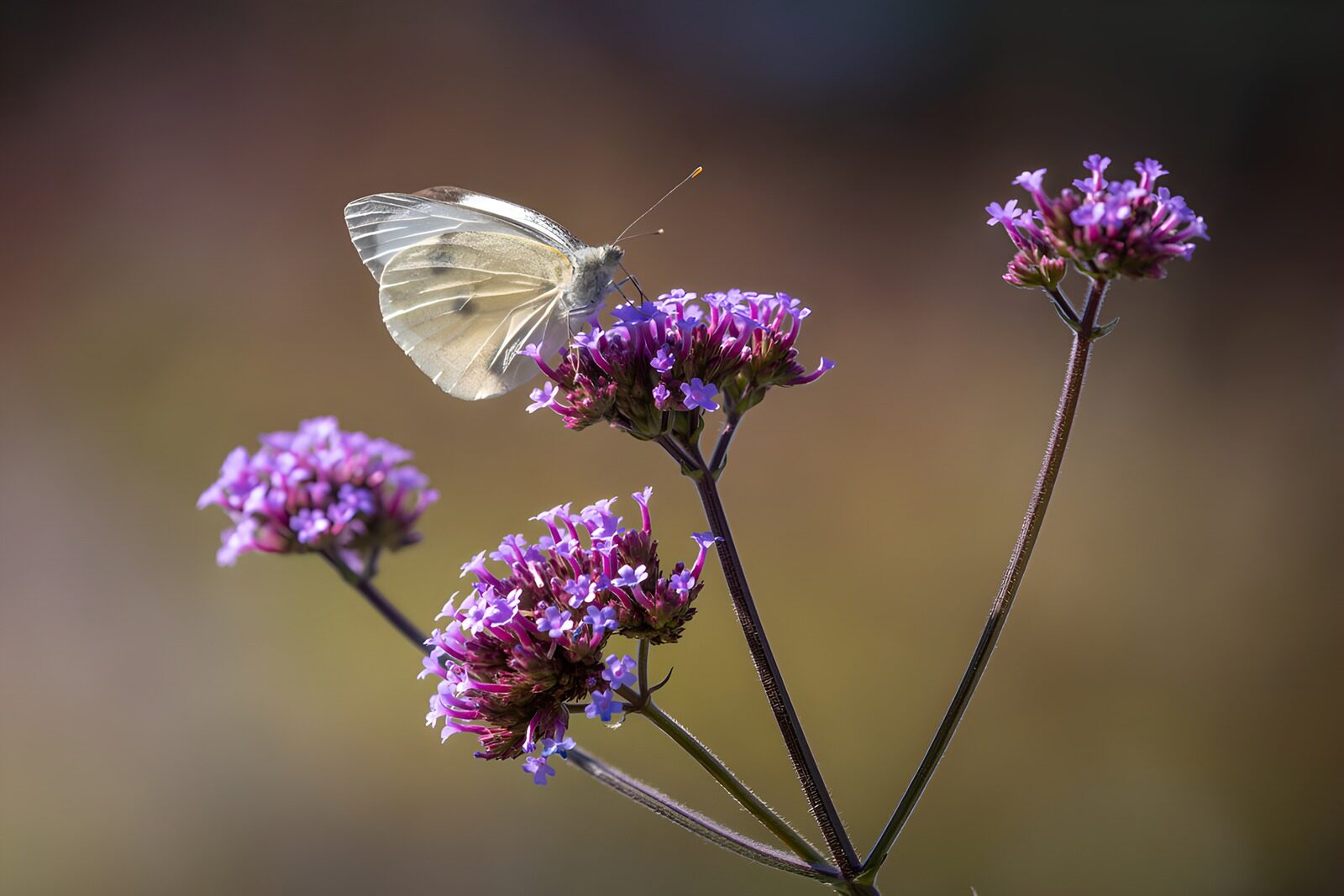 OCCOM8426746: Delicate Butterfly on Vibrant Flowers