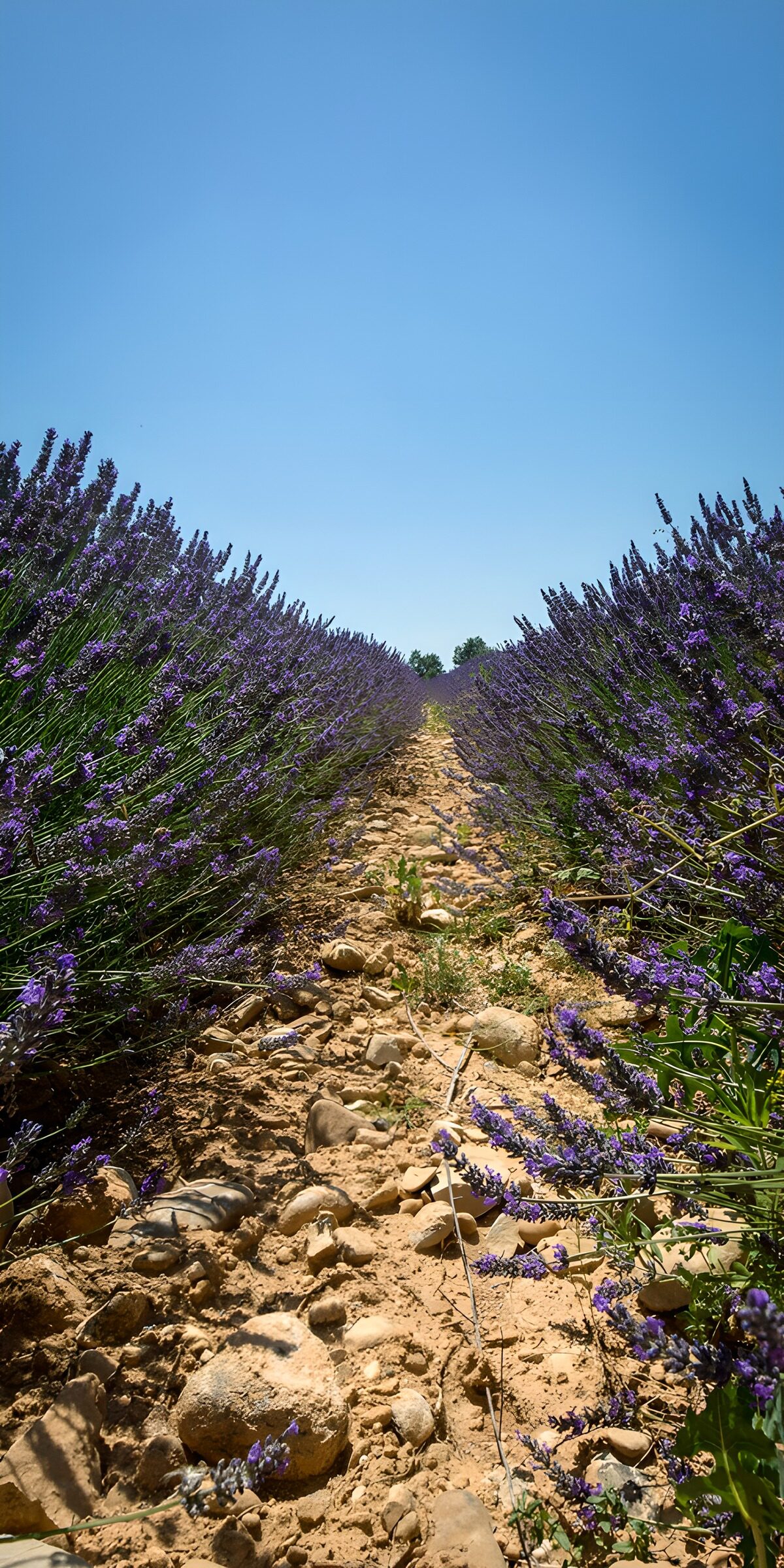 OCCOM4884021: Lavender Fields Under Clear Blue Skies