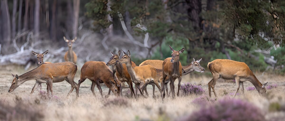 Graceful Deer Herd in Natural Habitat