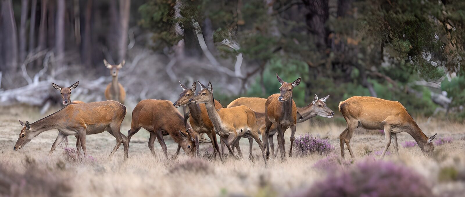 OCCOM1855053: Graceful Deer Herd in Natural Habitat