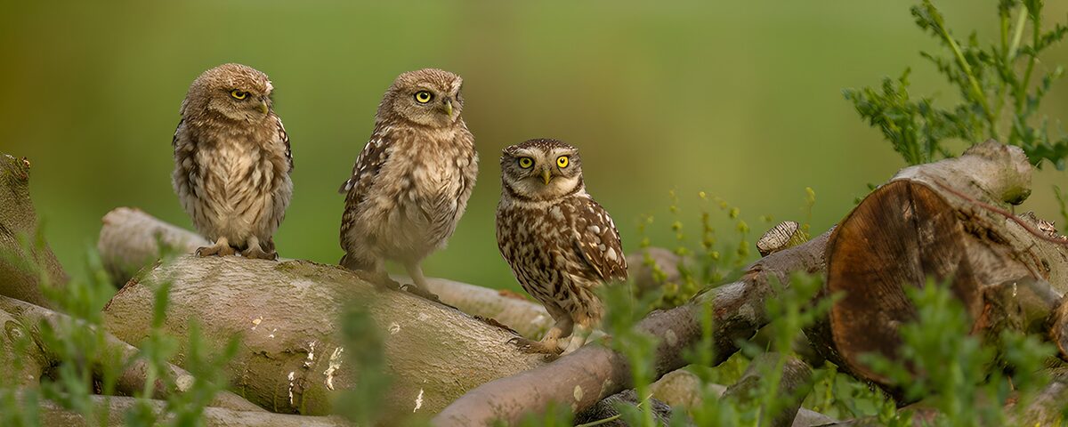 OCCOM8506628: Three Curious Owls on a Log