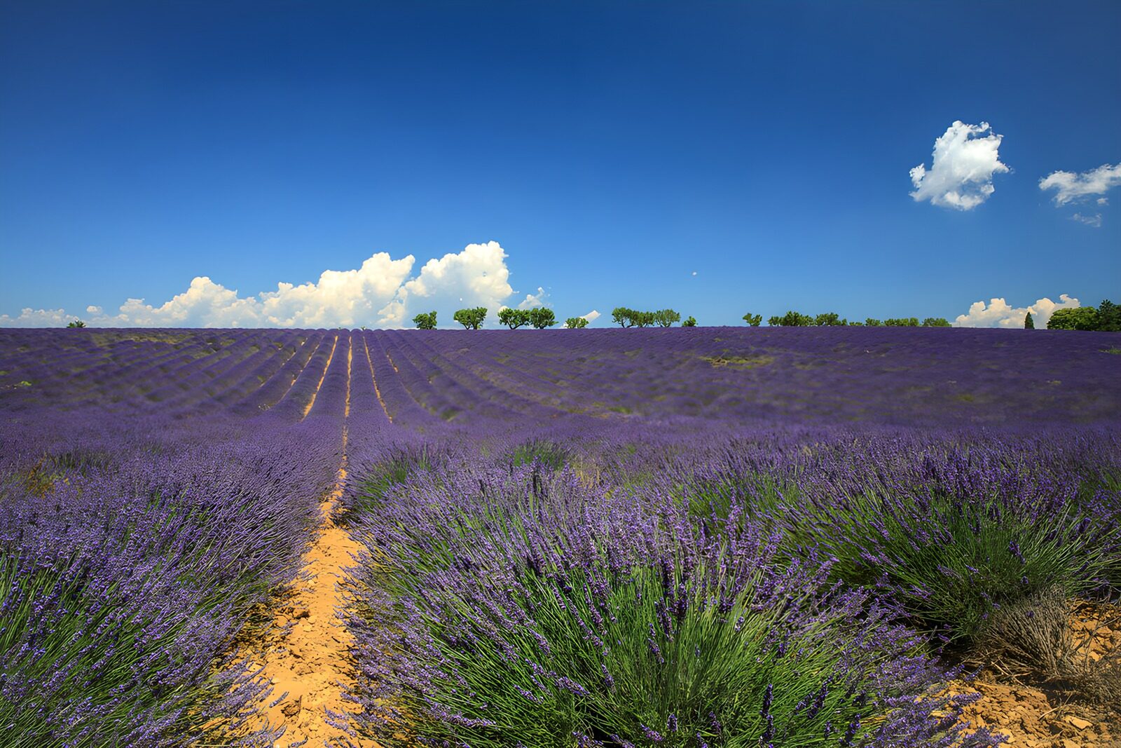 OCCOM4563417: Lavender Fields Under Clear Blue Sky