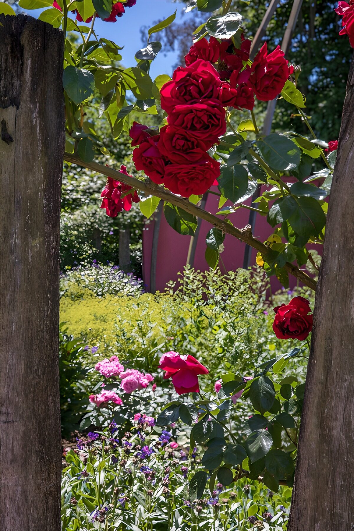 Radiant Red Roses in Bloom