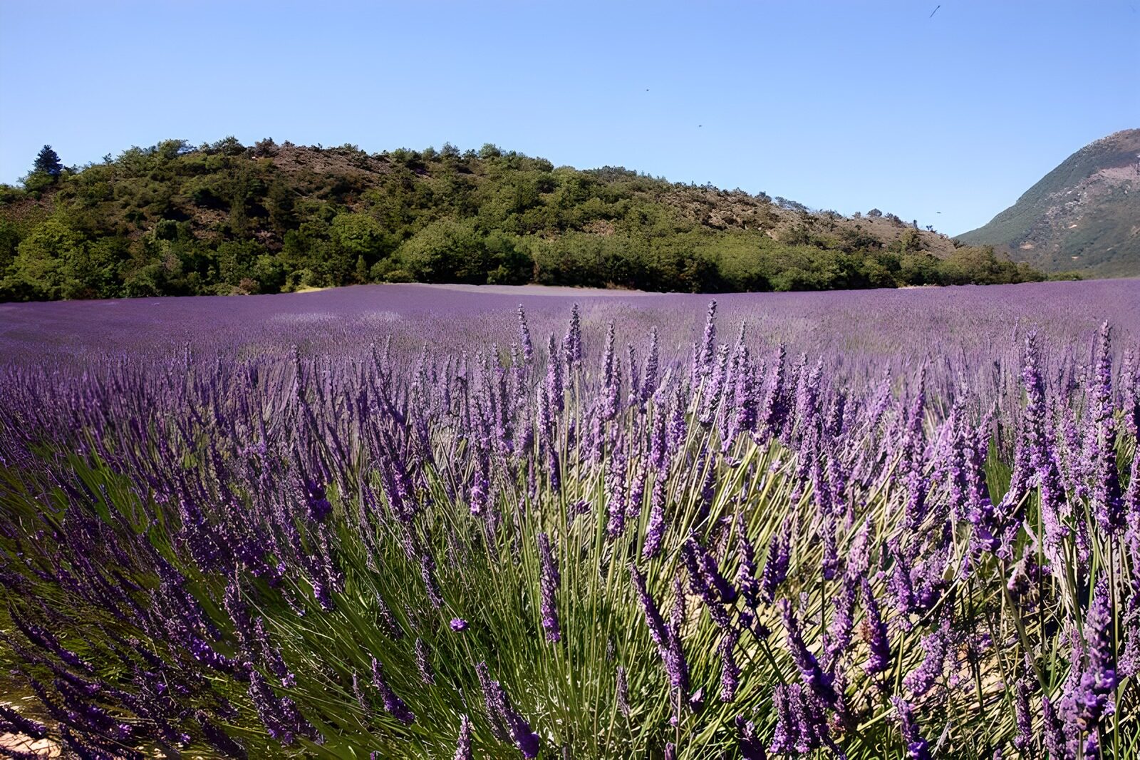 OCCOM6210045: Lavender Fields in Full Bloom