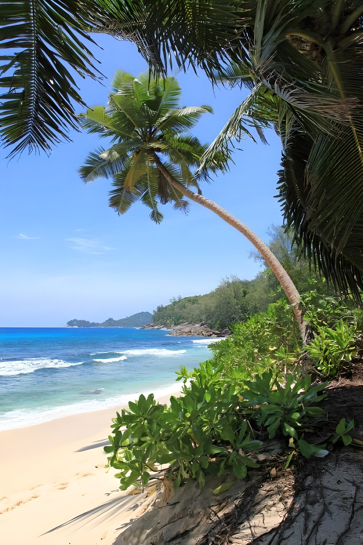 OCCOM1388326: Tropical Paradise by the Shore