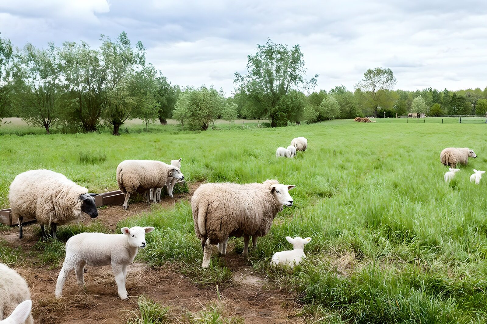 OCCOM7681286: Peaceful Pasture with Sheep and Lambs