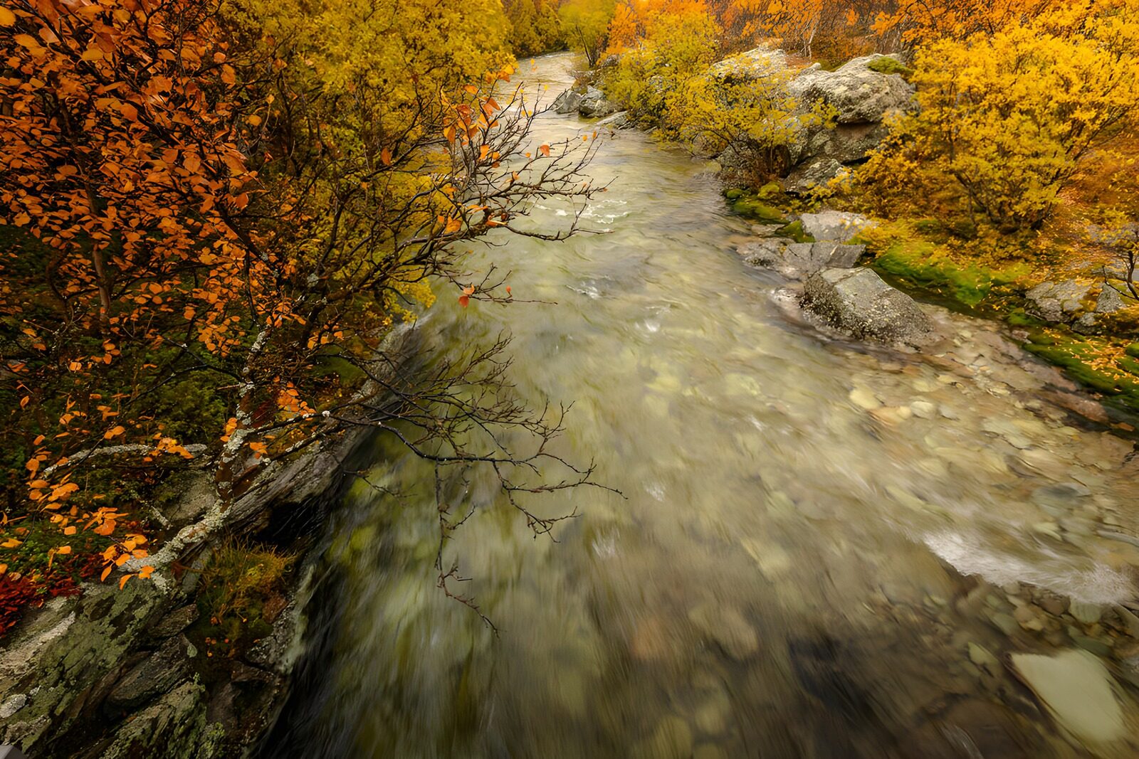 OCCOM3025100: Serene Autumn Stream in a Golden Landscape