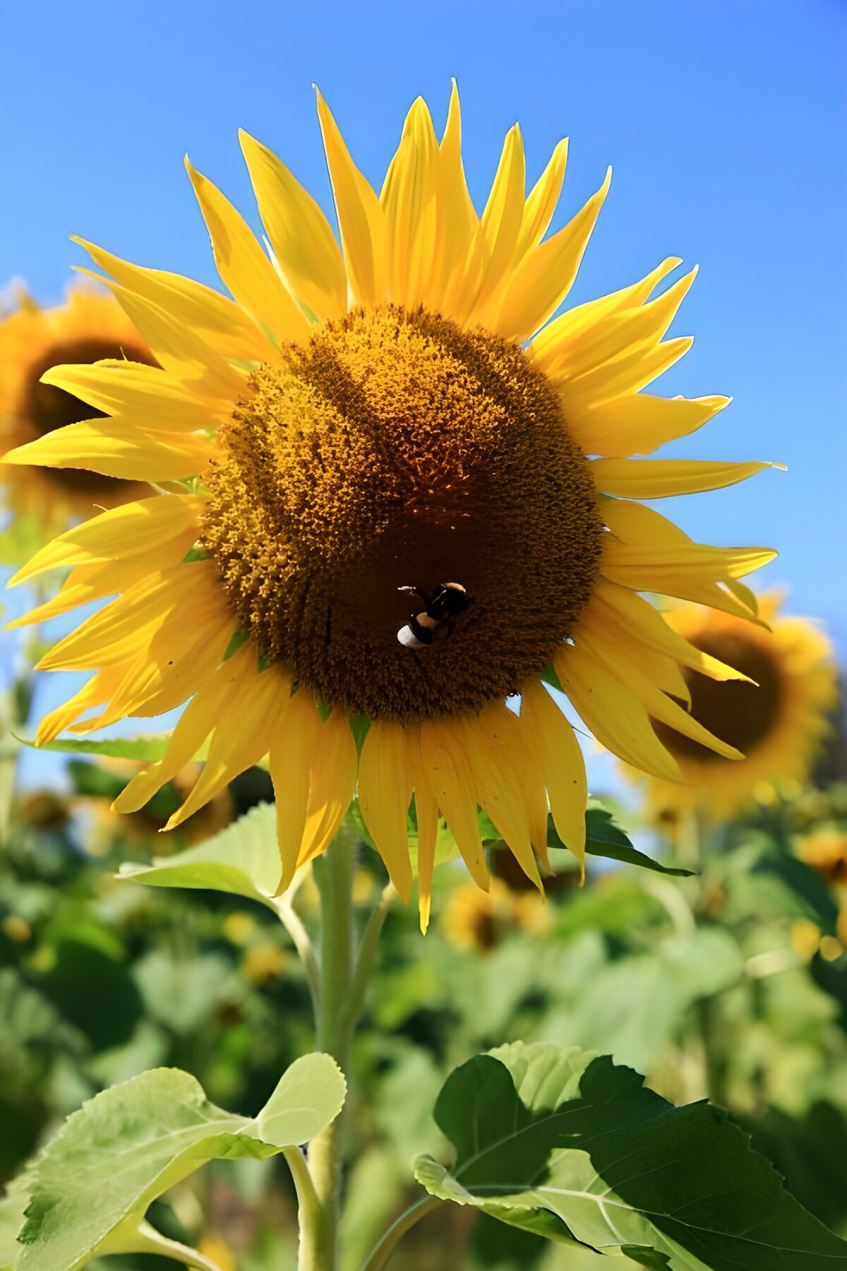 OCCOM6972767: Vibrant Sunflower with Busy Bumblebee
