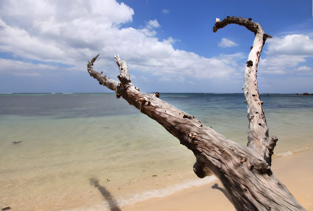 OCCOM8348755: Driftwood on Tranquil Shore