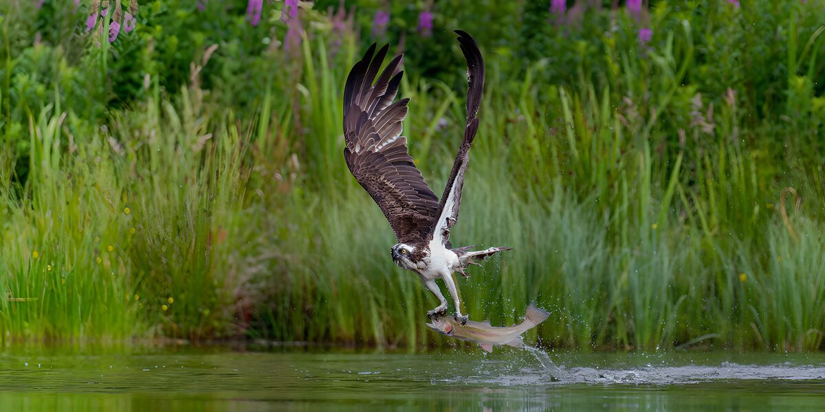 Osprey Fishing Adventure