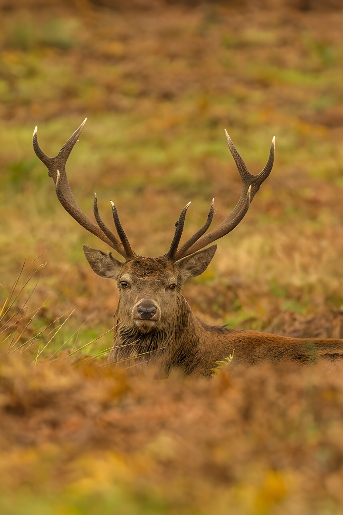 OCCOM7325888: Majestic Stag in Autumn Habitat