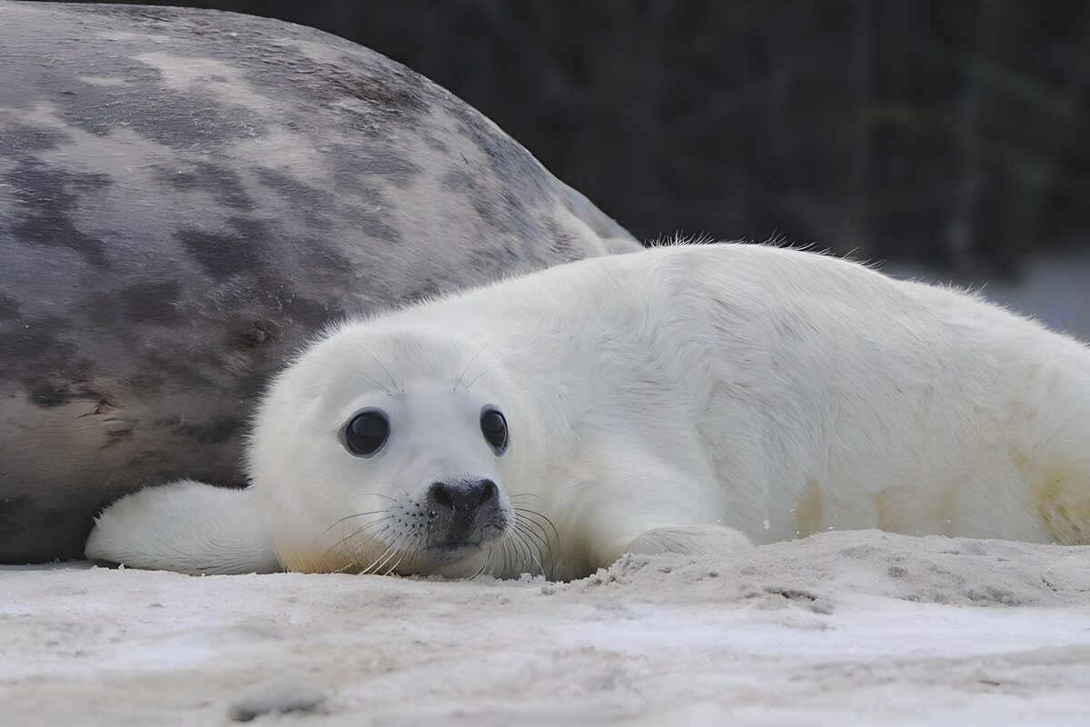 Adorable Harbor Seal Pup Resting