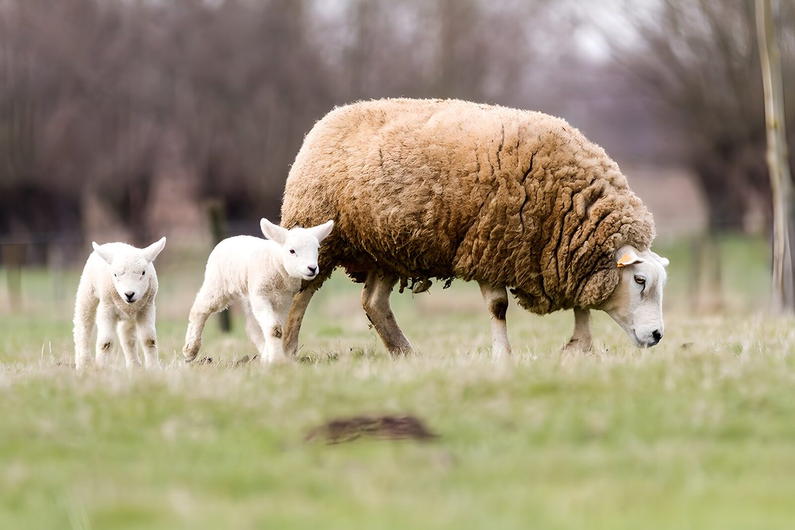 OCCOM4142759: Mother Sheep and Lambs in Pasture