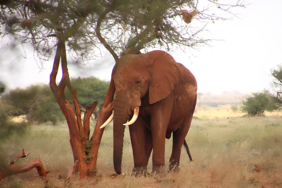 Majestic Elephant in Serene Landscape