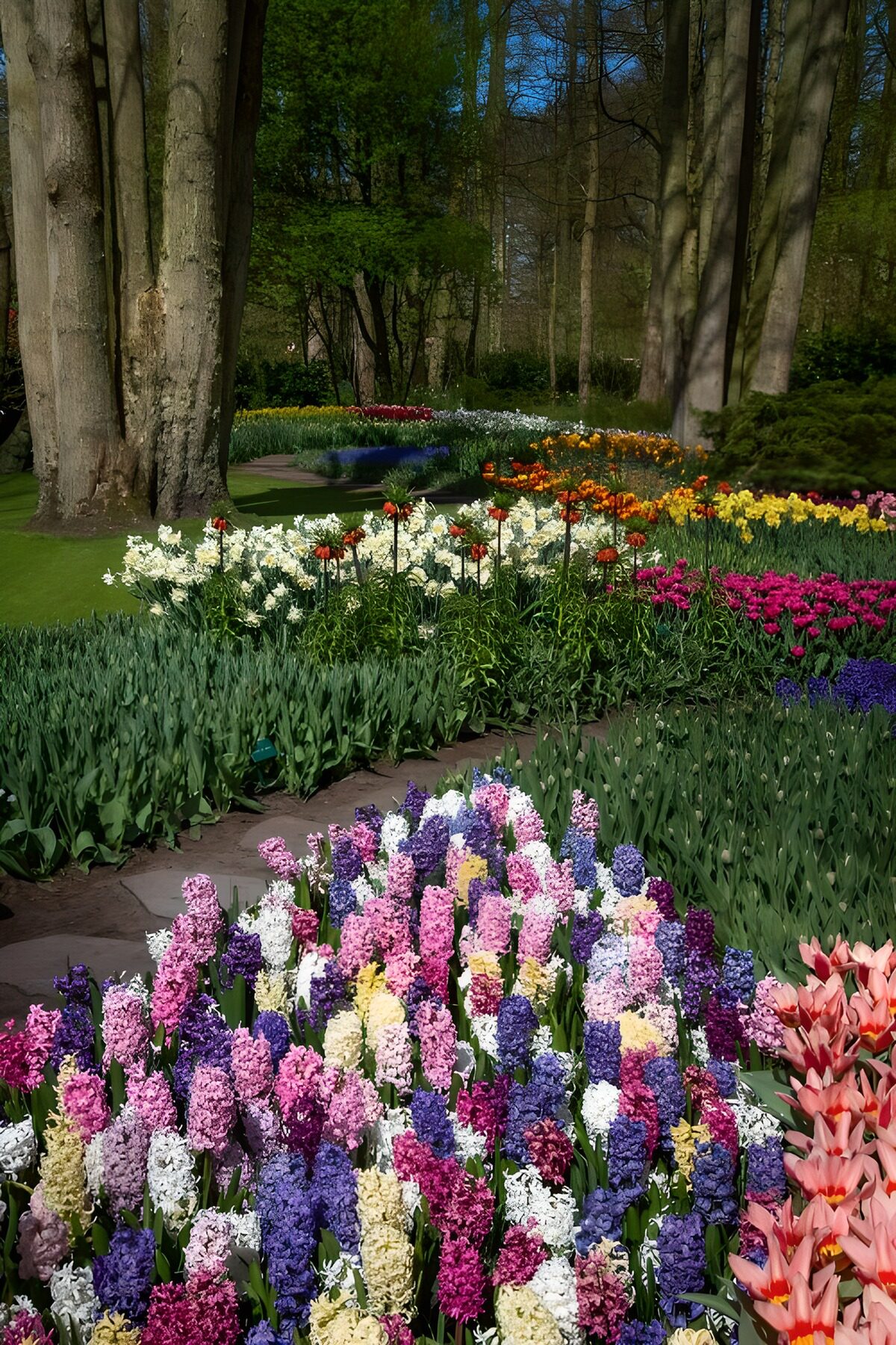 OCCOM7624768: Colorful Pathway of Spring Blossoms