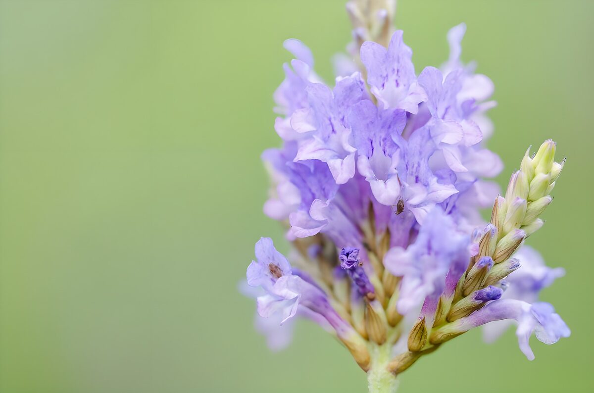 OCCOM6977594: Delicate Lavender Blossom in Bloom