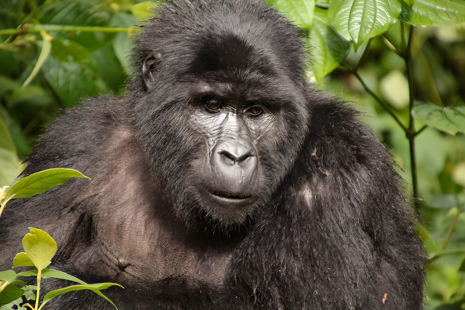 OCCOM7190559: Majestic Mountain Gorilla in Nature